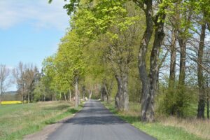 Nowa nawierzchnia na drodze Cichy – Duły. Po obu stronach szpaler drzew.