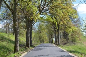 Szpaler drzew przy drodze Cichy – Duły